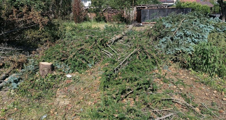 Wir befreien ihr Gebäude/ Haus vom Efeu und Wildwuchs in Pulsnitz