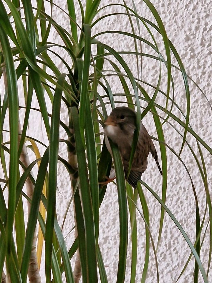 4  kanari vögel in Spiesen-Elversberg