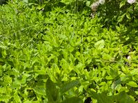 Frische Minze Spearmint Kräuter Hugo Niedersachsen - Lüchow Vorschau