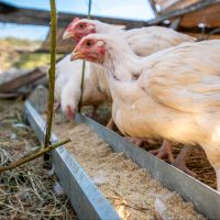 Mischrot Kraftfutter kein Legemehl Weizen Sachsen - Dippoldiswalde Vorschau