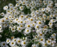 Herbstaster blüht Oktober bis zum Frost! Stauden Stücke, Pflanzen Niedersachsen - Buchholz in der Nordheide Vorschau