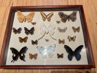 Schaukasten, Entomologische Sammlung, Schmetterling Baden-Württemberg - Sindelfingen Vorschau