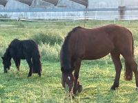 Pflege-/Reitbeteiligung gesucht Pferd sucht Menschen Nordrhein-Westfalen - Wassenberg Vorschau