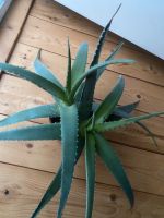 2 echte Aloe Vera Barbadensis Pflanzen Tontopf Balkon Terrasse Hessen - Schauenburg Vorschau