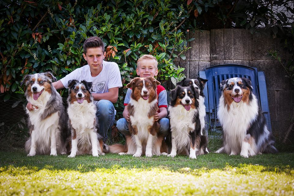 Mini Aussie, Mini Shepherd, Aussie in Welfesholz