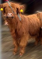 Färse Highland Cattle Hochlandrind Häfen - Bremerhaven Vorschau