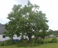 Sommerschnitt für ihren Walnussbaum oder Kirschbaum, Baumpflege Brandenburg - Rabenstein/Fläming Vorschau