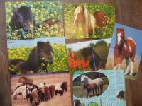 Pony Poster Pferde shetland ponys wendy Dortmund - Hombruch Vorschau