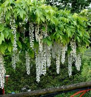 Weißer Blauregen Longissima 60-80cm - Wisteria floribunda Niedersachsen - Bad Zwischenahn Vorschau