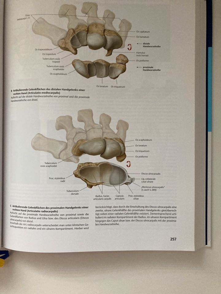 Prometheus LernAtlas der Anatomie in Alsbach-Hähnlein