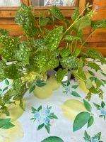 Balkon Gartenblumen Lungenkraut in ca 12 cm Topf je 3€ Hessen - Pohlheim Vorschau