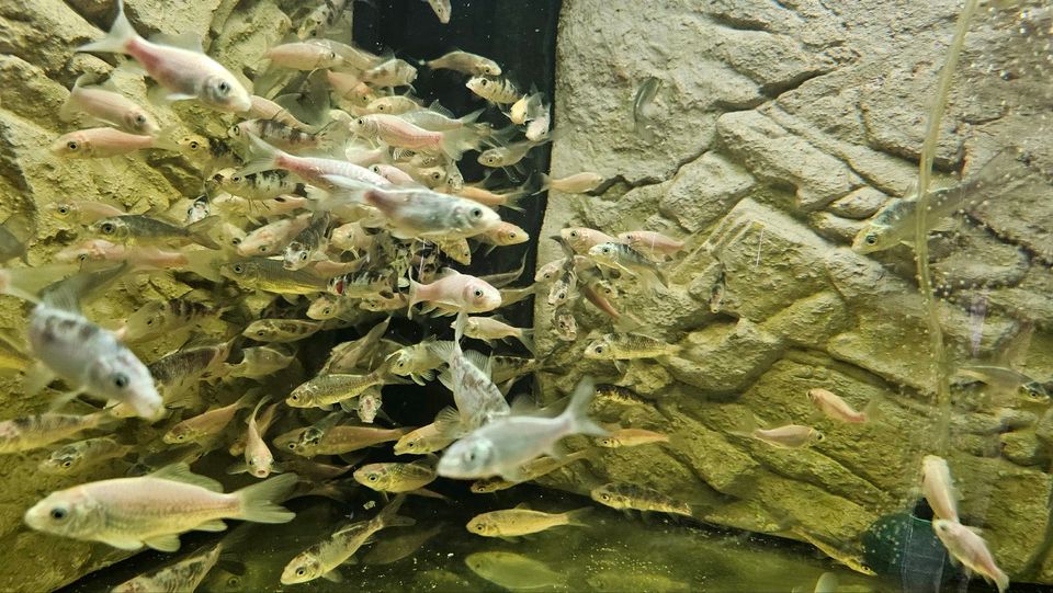 Koi Fische aus eigener Zucht in Duisburg