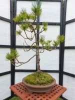 Bonsai Mädchenkiefer Niedersachsen - Leer (Ostfriesland) Vorschau