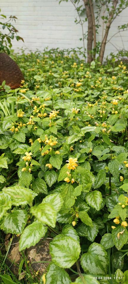 Stauden zu verschenken Bienengarten Beinwell, Goldnessel, Waldmei in Ahrensburg