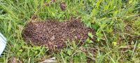 Bienenschwarm 30.4 Carnica Imkerei 10 Waben Zander Bayern - Perlesreut Vorschau