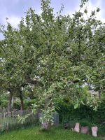 Wer spritzt zwei Apfelbäume im Kleingarten? Hannover - Vahrenwald-List Vorschau