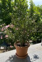 Großer Oleander im hochwertigen Kunststoff Übertopf Hessen - Schöneck Vorschau