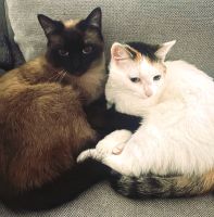 Siam-Mix Kater und seine Europäisch Kurzhaar Dame suchen Bochum - Bochum-Mitte Vorschau