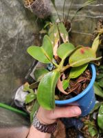 Nepenthes rajah x (lowii x veitchii) mit Basaltrien Kr. München - Sauerlach Vorschau