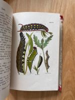 Zoologie, Raupen, Insekten, Kalender, Botanik Baden-Württemberg - Karlsruhe Vorschau