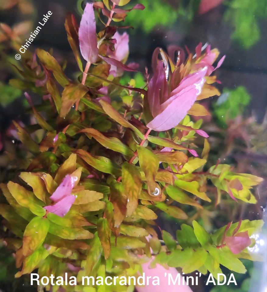 ❌ VERKAUFT❌❗SALE❗⭐☘️ Rotala macrandra 'Mini' ADA Aquariumpflanzen in Meppen