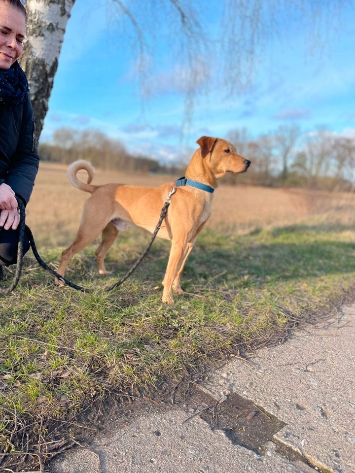 Timba sucht sportliches Frauchen und oder Herrchen in Ueckermuende