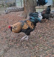 Hahn Mix Araucana/Maran Thüringen - Oberheldrungen Vorschau