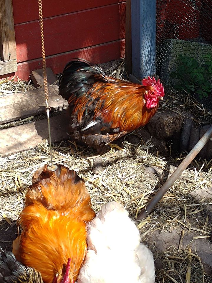 Hühner: 2 Schöne Zwerg-Cochin Hähne abzugeben in Ahnsbeck