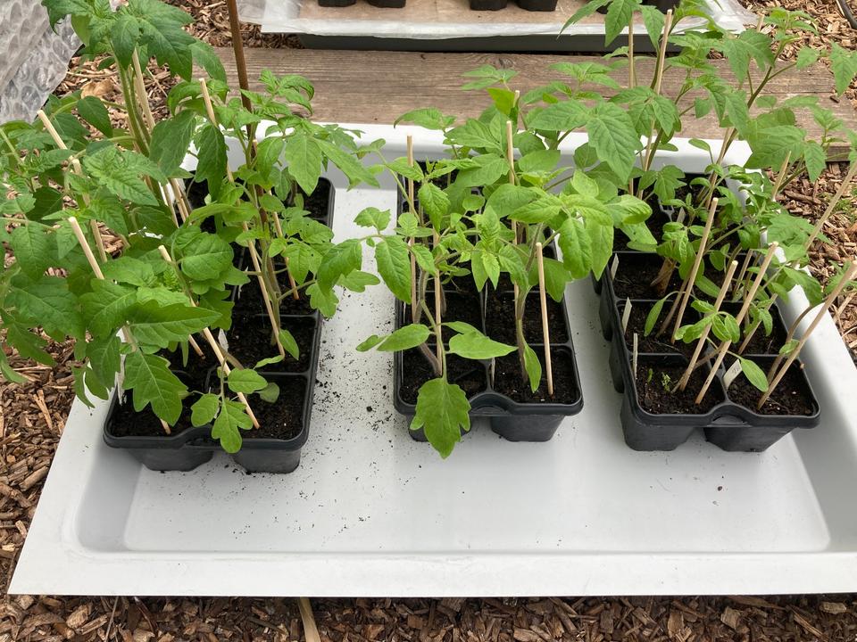 Pflanzen Tomaten alte Sorten aus eigener Zucht in Recklinghausen
