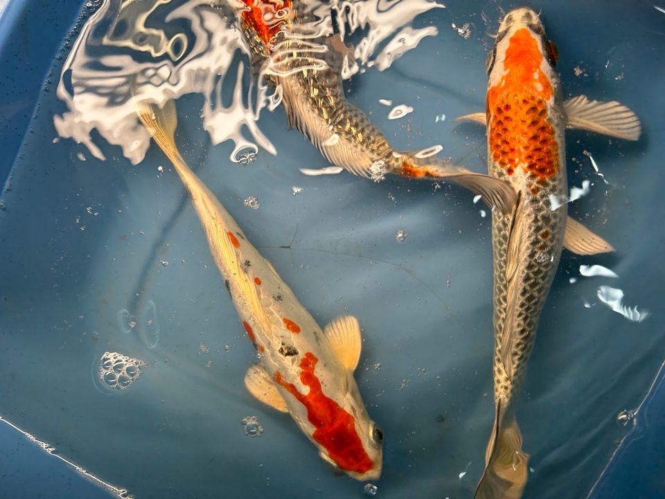 Koi Showa Sanke Kohaku Kujaku Utsuri 25-30cm  Karpfen in Rangendingen