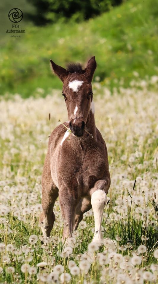 Smoky Black Tobiano Stutfohlen, Paint Horse Stute, Schecke, Pinto in Büren