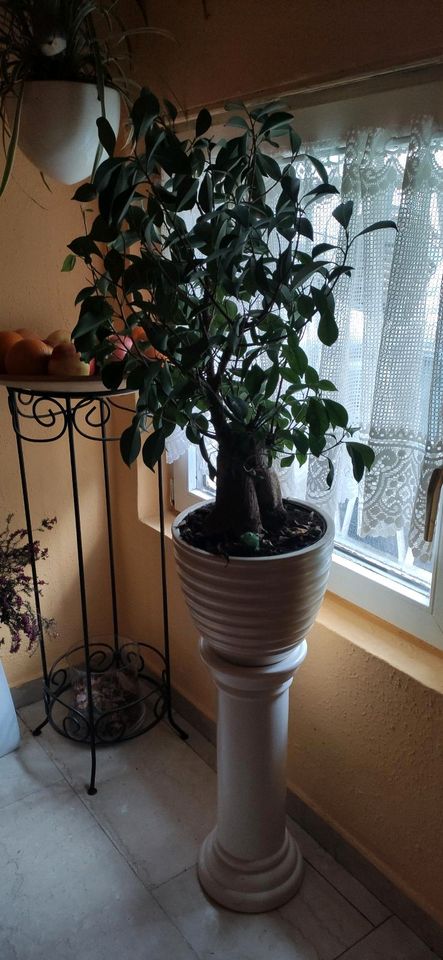 Ficus Zimmerpflanze, Pflanze 56 cm groß mit Topf 70 cm groß in Neu-Isenburg