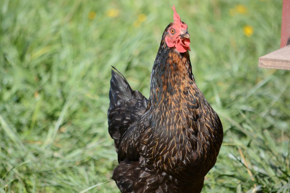 Hühner, Geflügel, Legehennen in Wolnzach