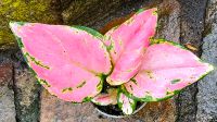 Aglaonema Red Zirkon -  Y32 Hessen - Obertshausen Vorschau