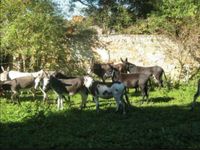 Verkaufe eine große Auswahl an Esel Sachsen-Anhalt - Hohenmölsen Vorschau
