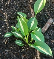 1 Funkie Hosta white Bikini Gartenstaude Blüte Staude Unstruttal - Reiser Vorschau