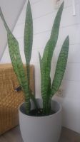 Sansivieria trifasciata Faltblatt dunkler Bogenhanf Sachsen - Zwickau Vorschau