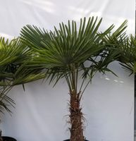 winterharte Hanfpalme 170cm, Trachycarpus fortunei Rheinland-Pfalz - Lingenfeld Vorschau