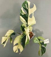 Rhaphidophora Tetrasperma Variegata ALBO - Monstera Minima - S29 Köln - Zollstock Vorschau