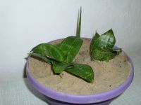 2 Sansevieria Green hahnii und 1 San. Cylindrica, Bogenhanf Niedersachsen - Moringen Vorschau