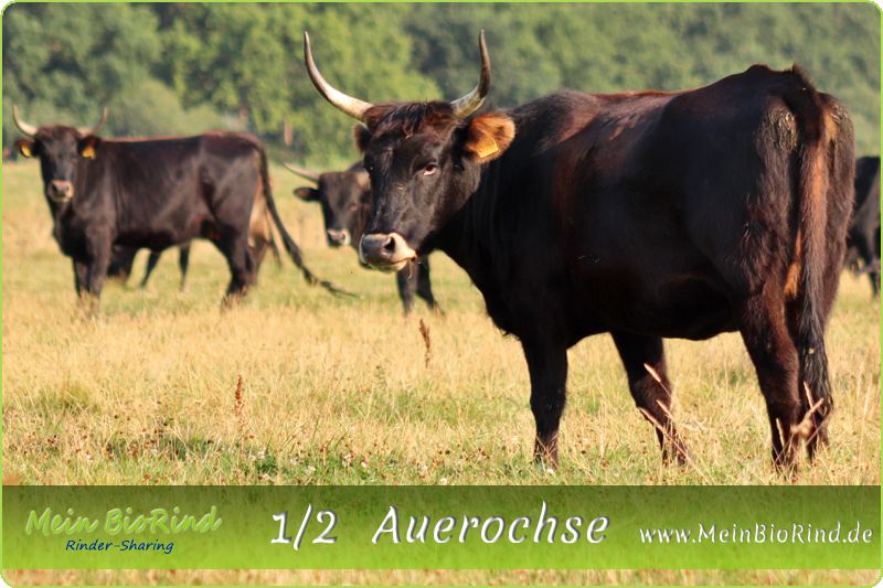 Halber Auerochse | Rinder-Sharing | frisches Bio Rindfleisch in Hansestadt Seehausen