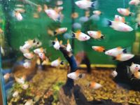 Micky Maus Platy FISCHBÖRSE 7.4. Aquarienv. Münchberg Bayern - Pegnitz Vorschau