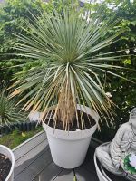 Grosse Yucca Rostrata Palme winterhart Blue Swan Frankfurt am Main - Kalbach-Riedberg Vorschau