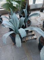 Agave franzosinii 50-70cm Sukkulente grau-blaue Blätter Nordrhein-Westfalen - Nordkirchen Vorschau