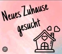 Dringend Wohnung oder Haus zum mieten in Rain Bayern - Rain Lech Vorschau