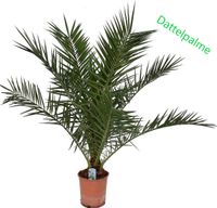 ✅NEU✅Phoenix canariensis Palme 120 cm kanarische Dattelpalme 4 Baden-Württemberg - Wiesloch Vorschau