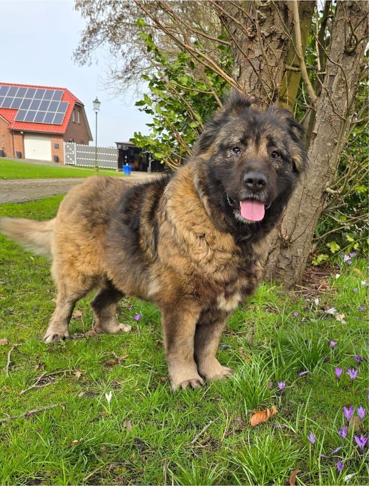 Verschmuster Teddybär LAIKA aus dem Tierschutz in Südbrookmerland