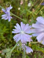 Blumen Samen Wegwarte rosa heimische Pflanze Naturgarten Bayern - Neunkirchen a. Brand Vorschau