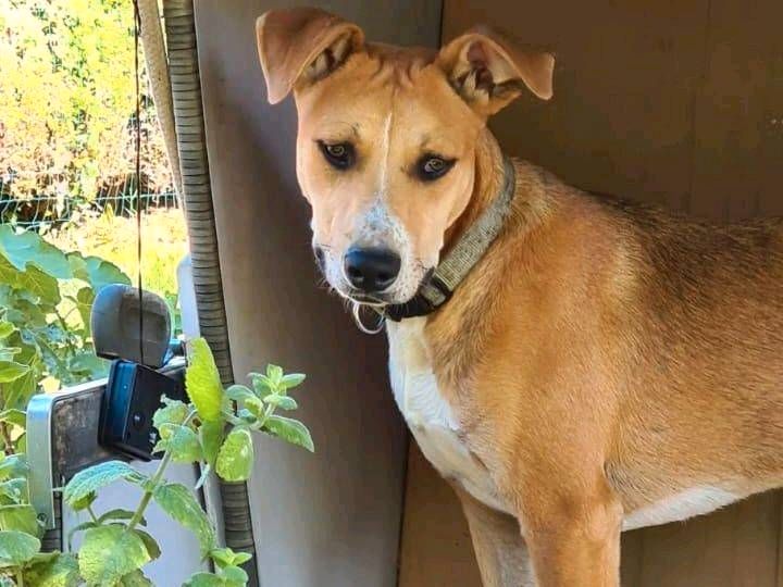 Tommy. Kleiner Schmuser mit Herz in Großefehn