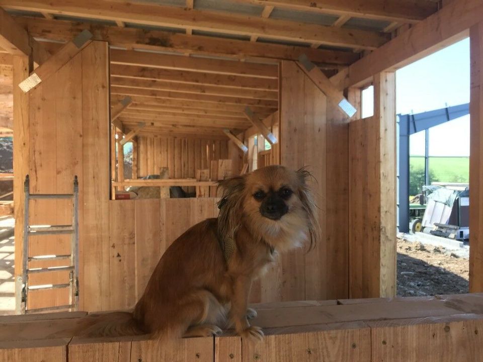 Weidehütte / Offenstall / Pferdestall 3 x 8 x 2,60 Lärchenholz in Elbingen Westerwald